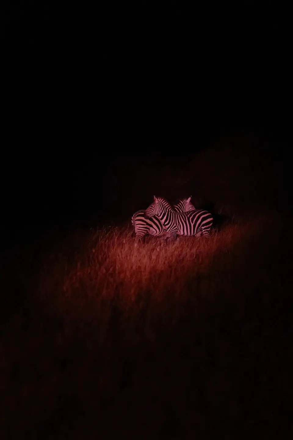 A red spotlight picks out eyes in the darkness on a night drive