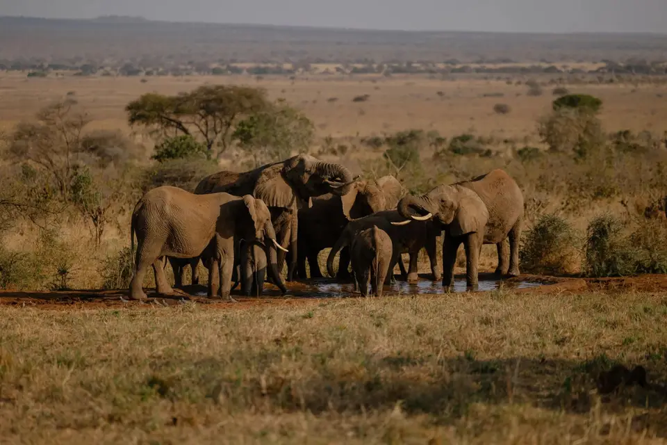 A herd of elephants gathered at a waterhole among acacia