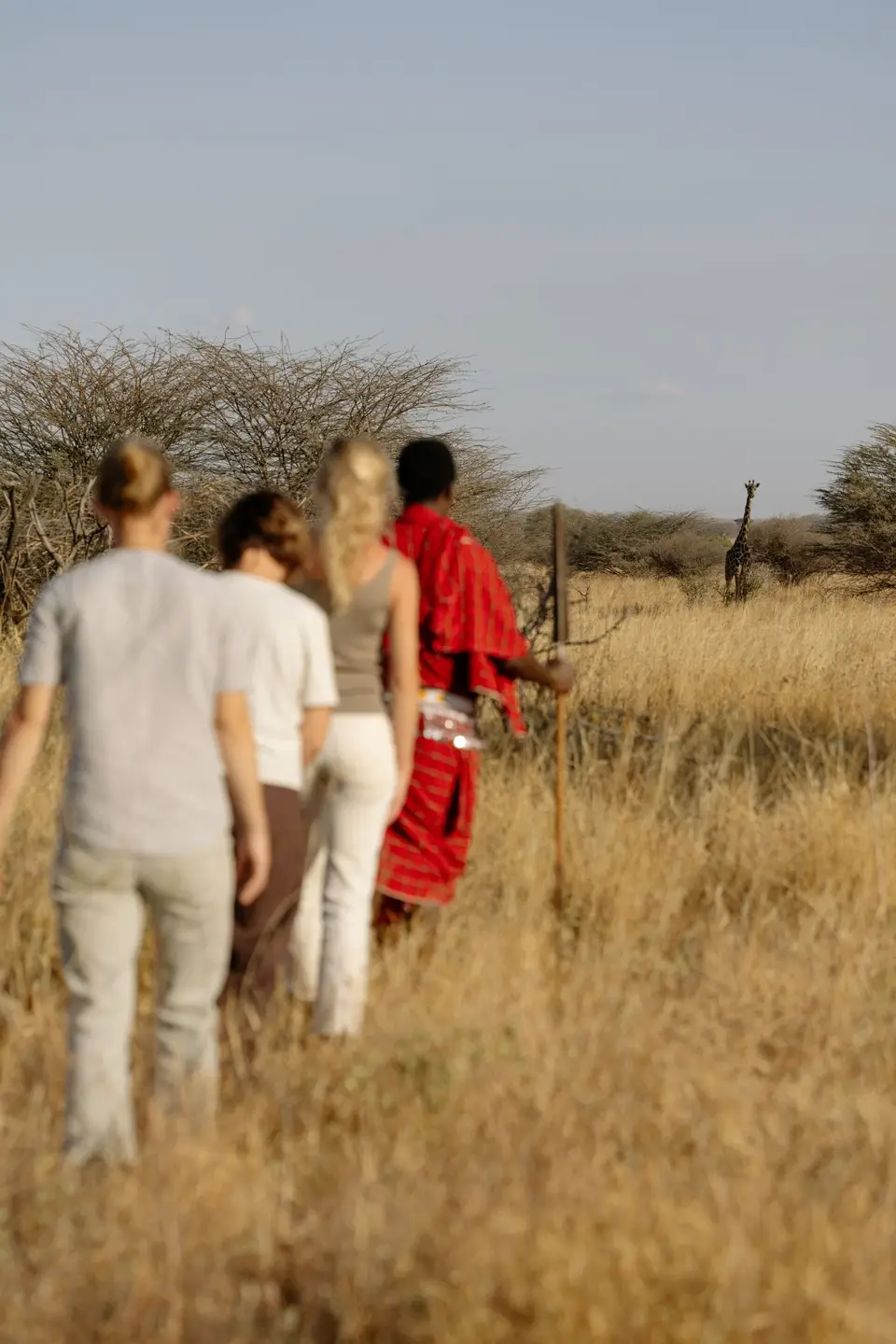 Guests walking through tall grass with a Maasai guide