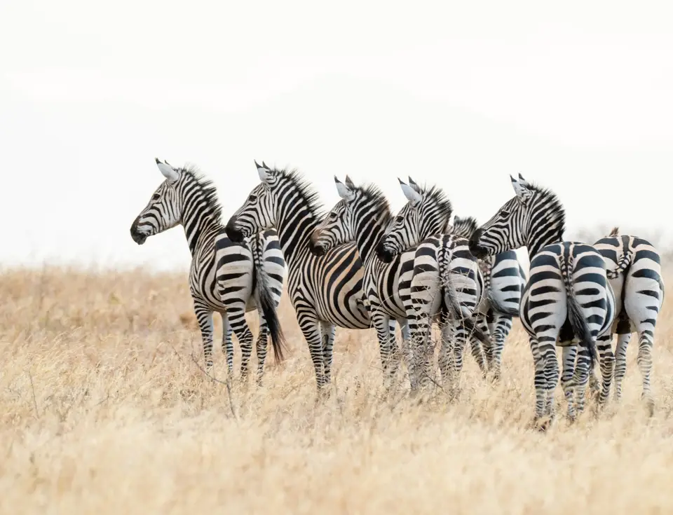 Zebra close up