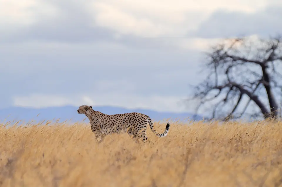 A cheetah roaming the open plains of Randilen