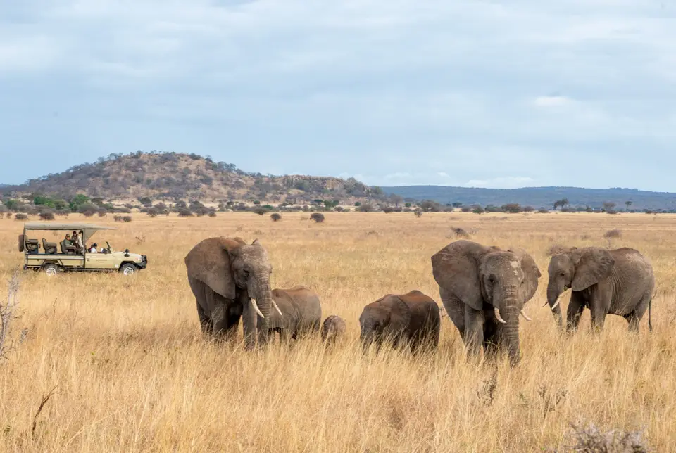 Elephants roaming the wild plains of Randilen