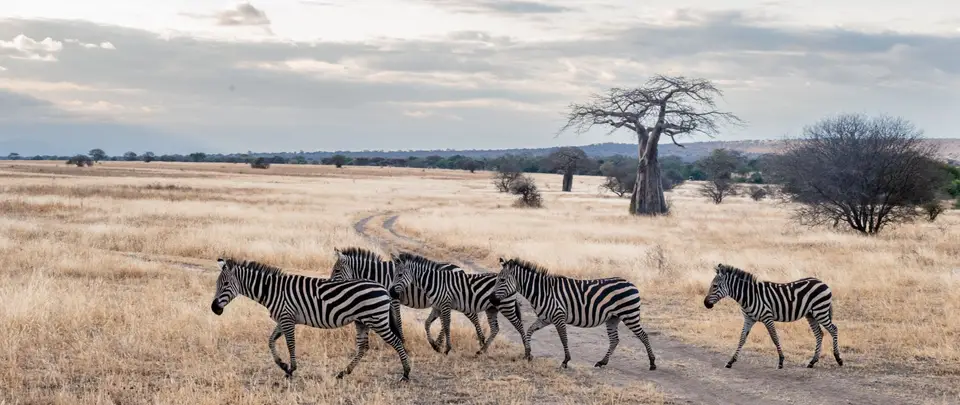 Zebras crossing the open plains of Randilen