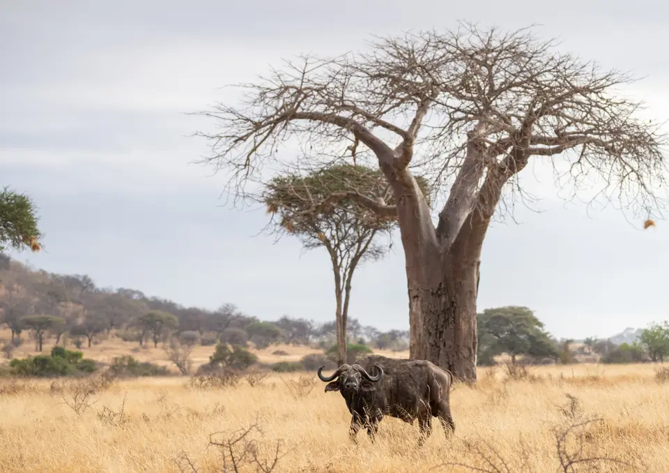 A solitary buffalo roaming the wild plains of Randilen