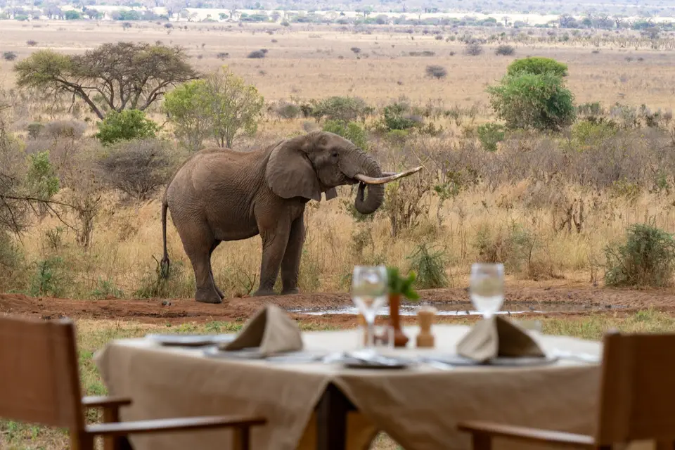 Lunch with a View of the Wild Plains