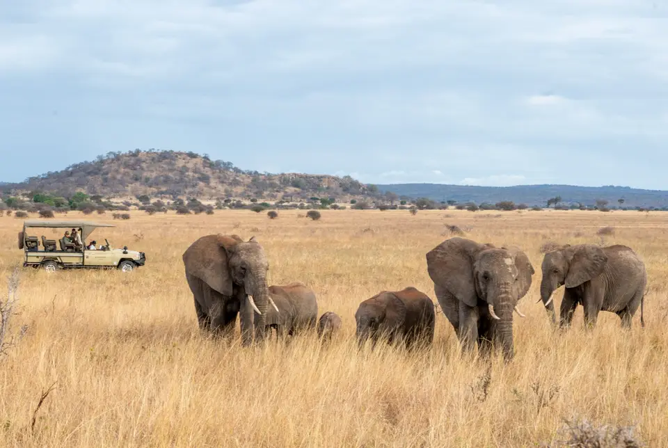 Afternoon Game Drive Across Randilen’s Wild Plains