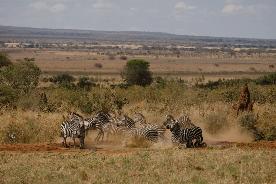 Zebras Gathering at the Waterhole
