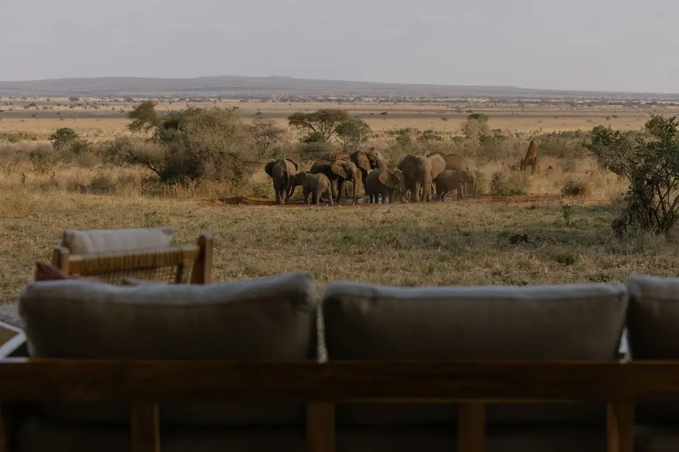 Elephants at the waterhole